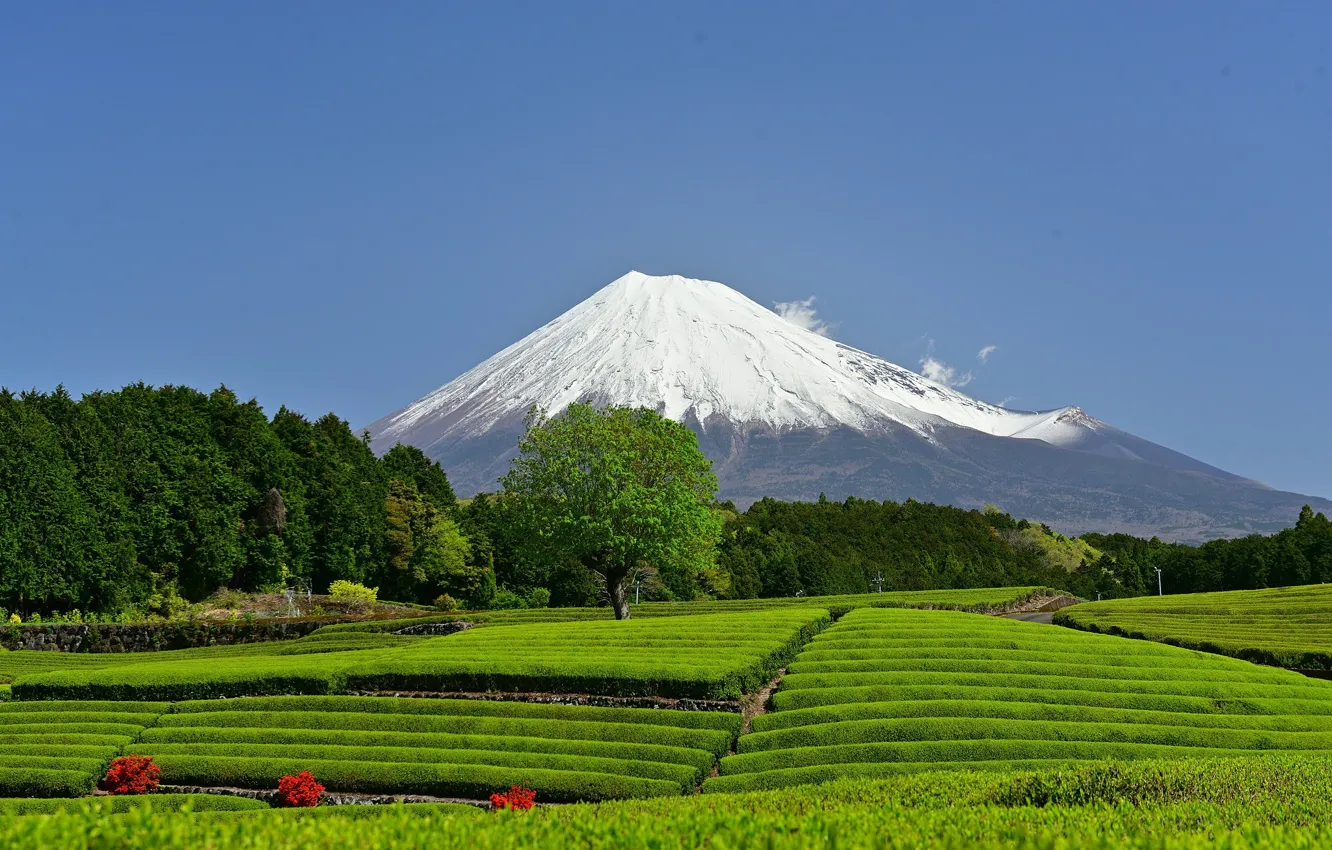 Фото обои гора, вулкан, Япония, Japan, Mount Fuji, Фудзияма, Shizuoka Prefecture, чайная плантация