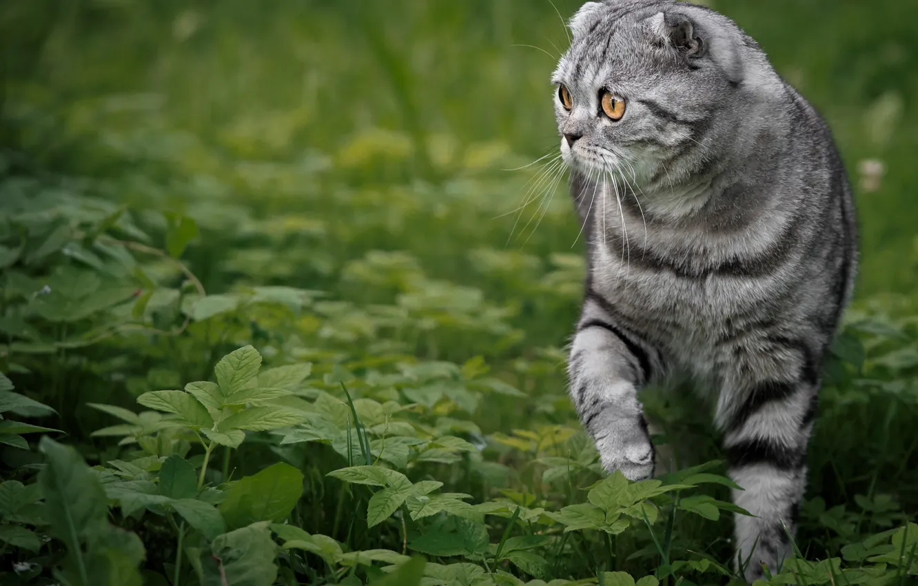 Фото обои кошка, трава, Скоттиш-фолд, Шотландская вислоухая кошка