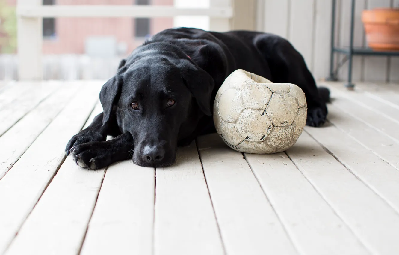 Фото обои взгляд, мяч, собака