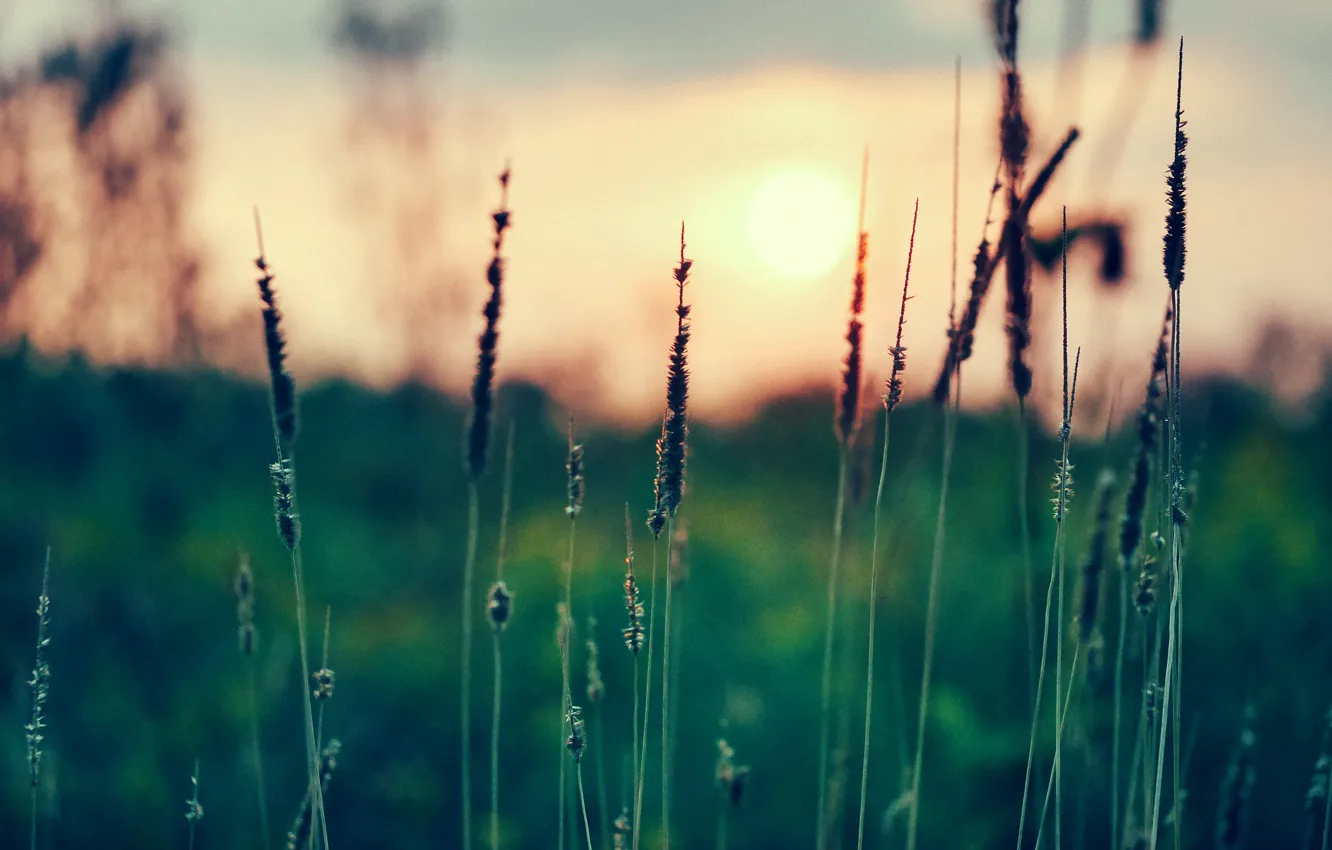Фото обои трава, солнце, закат, фокус, колоски