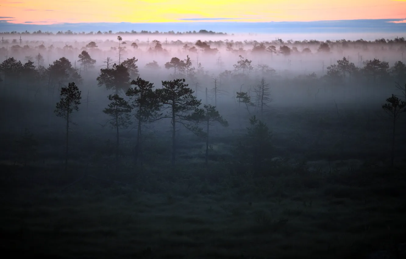 Фото обои лес, пейзаж, туман, утро