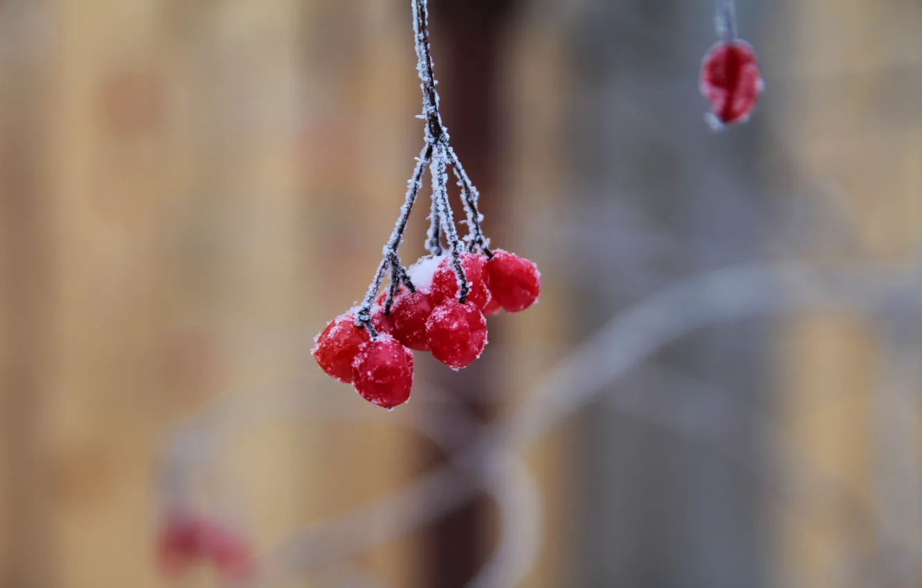 Фото обои зима, иней, макро, снег, природа, ягоды, мороз, гроздь