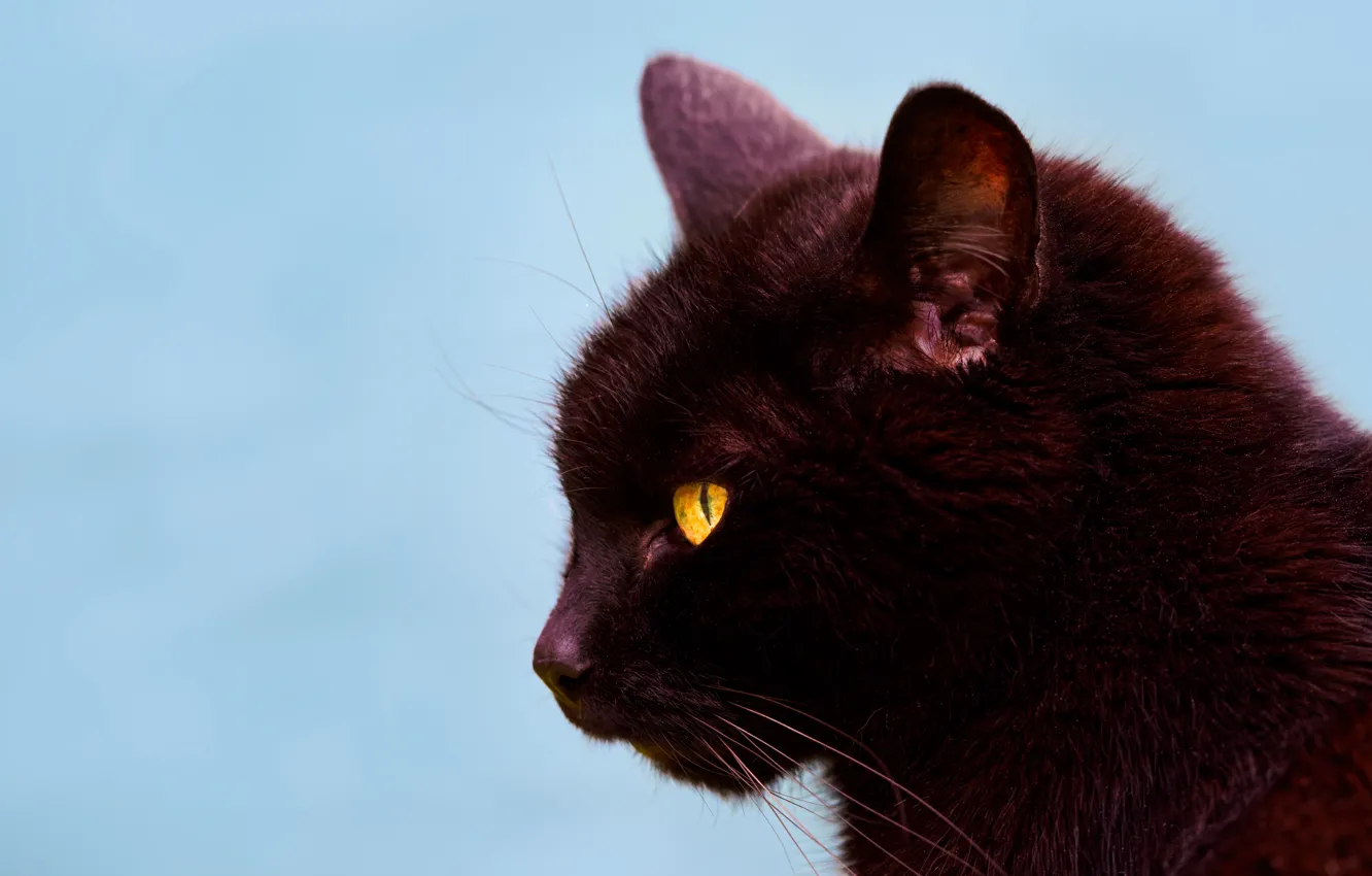 Фото обои кошка, кот, фон, портрет, мордочка, профиль, чёрная кошка