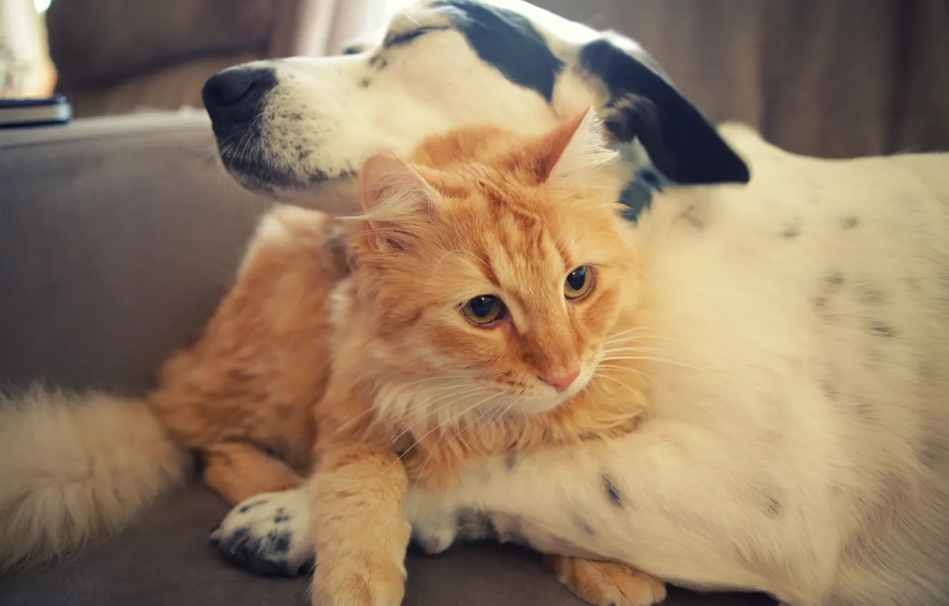 Фото обои кот, собака, друзья