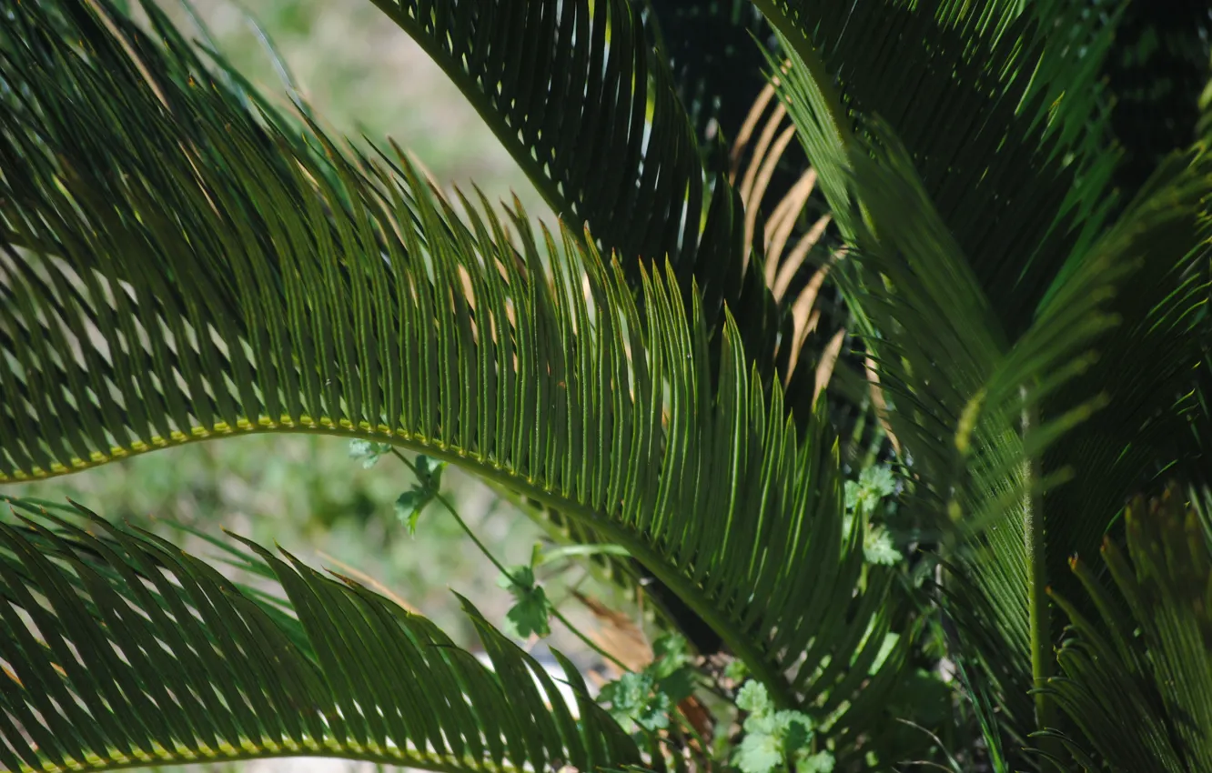 Фото обои Растение, Джунгли, Jungle, Plant, Green Background, Palm Leaves, Зеленый Фон, Пальмовые Листья