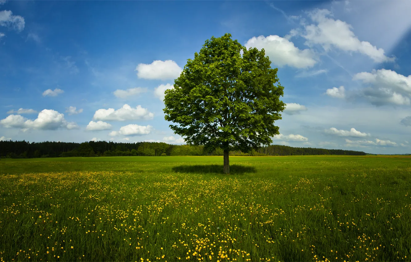 Фото обои поле, природа, лето, деревья, трава, весна