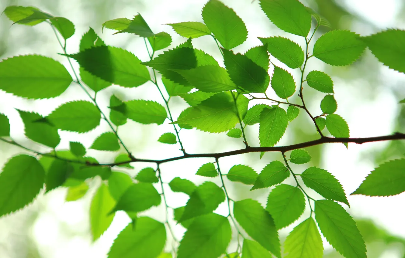 Фото обои лето, листья, ветки, текстура