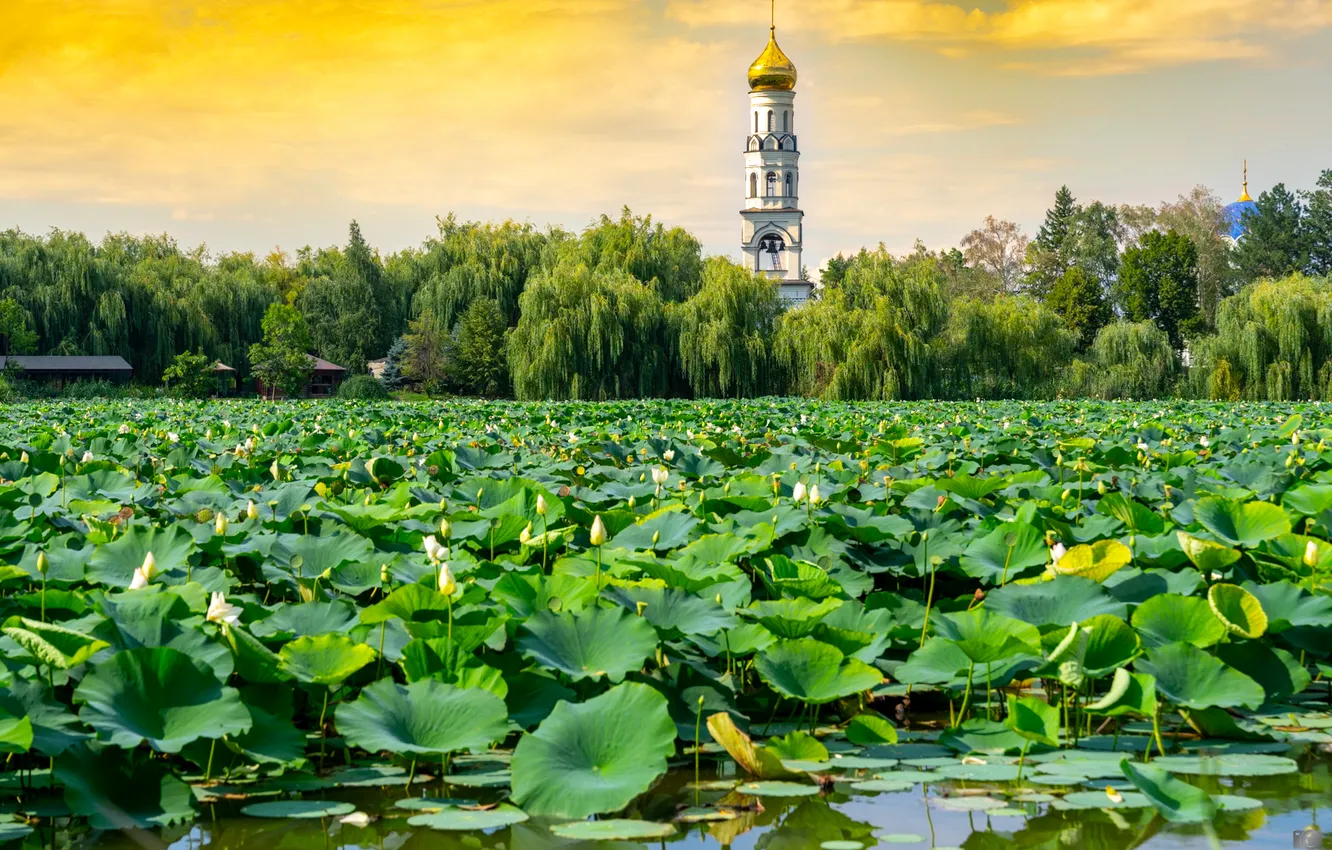 Фото обои green, water, construction, aquatic plants