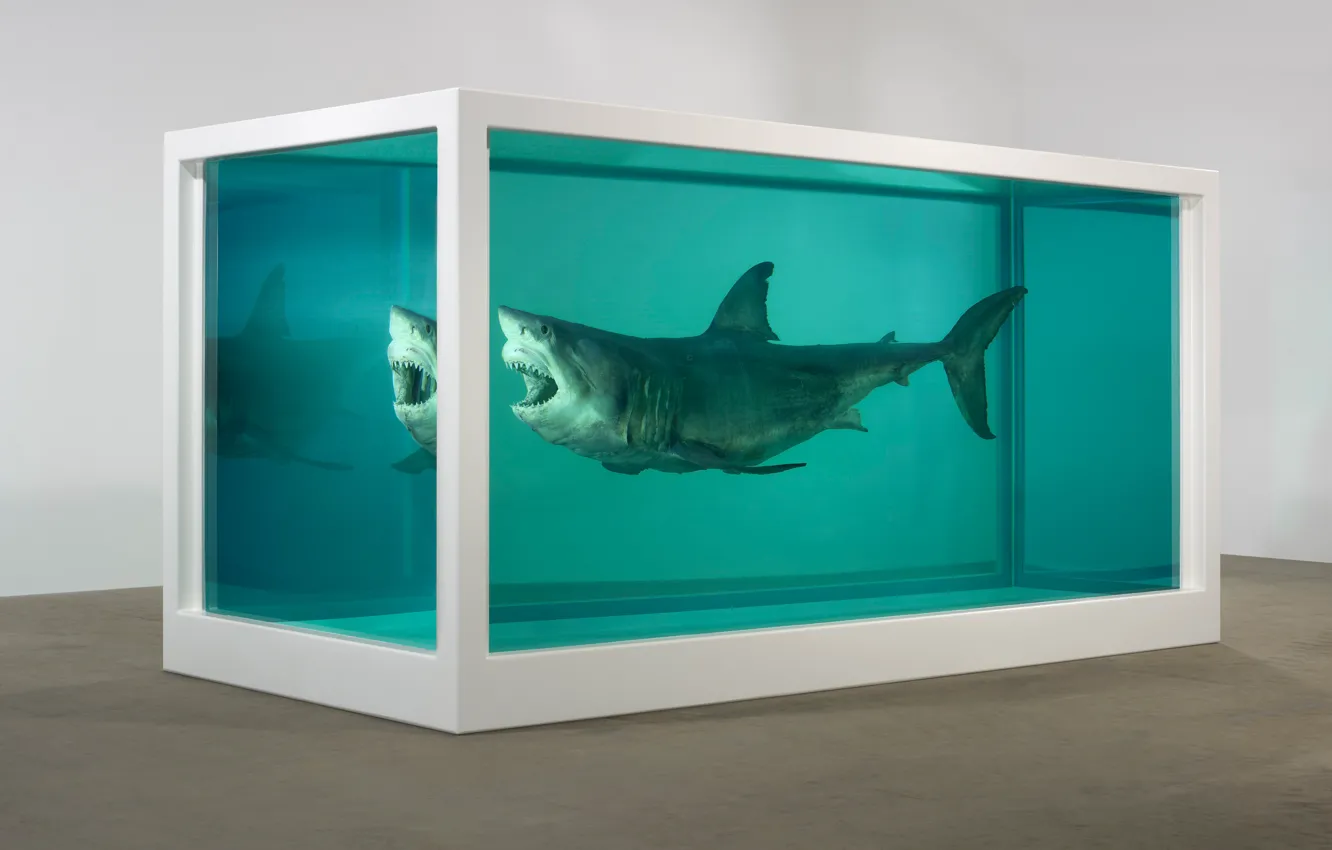 Фото обои Акула, формалин, Дэмиен Херст, Физическая невозможность смерти всознании живущего