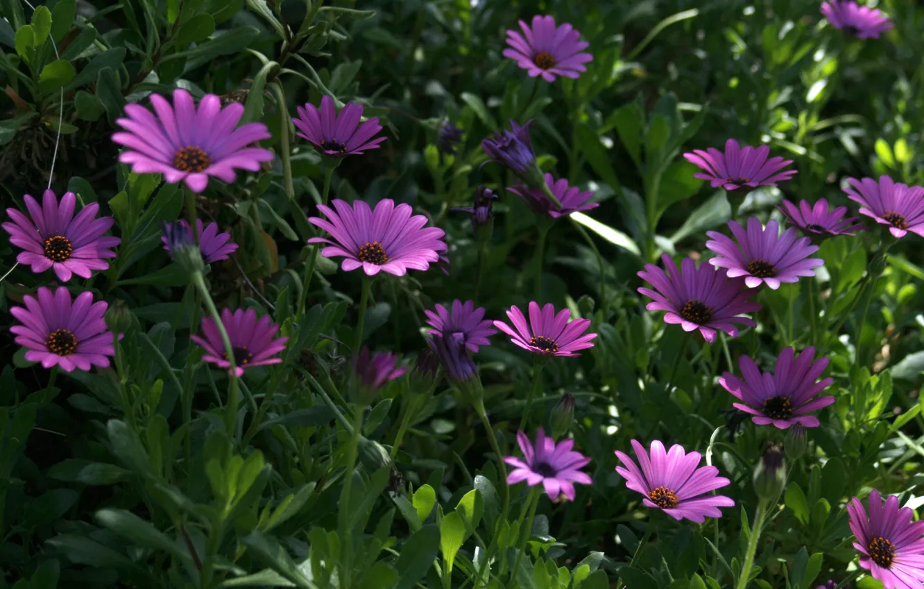 Фото обои Цветочки, Flowers, Фиолетовые цветы, Purple flowers, Остеосперум