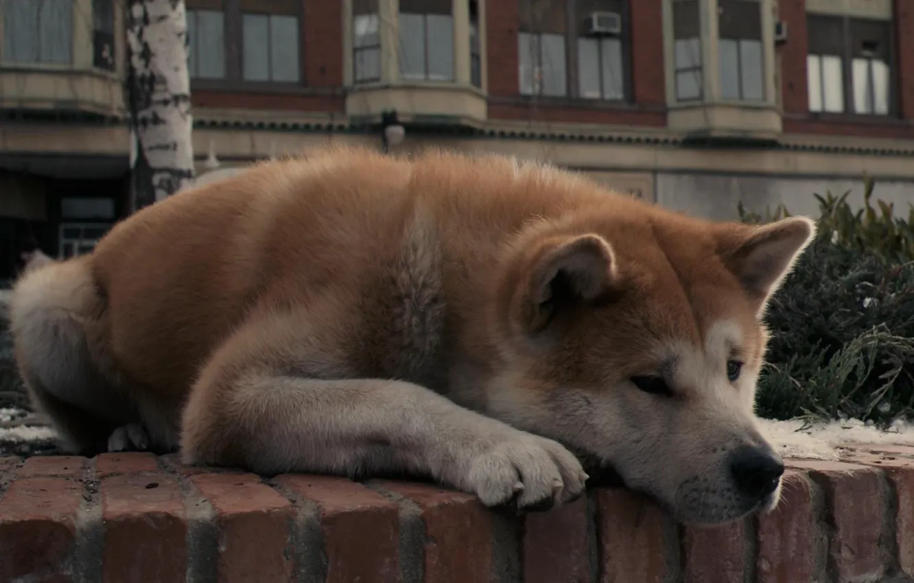 Фото обои грусть, собака, пес, лежит, ожидание, акита-ину, хатико:самый верный друг