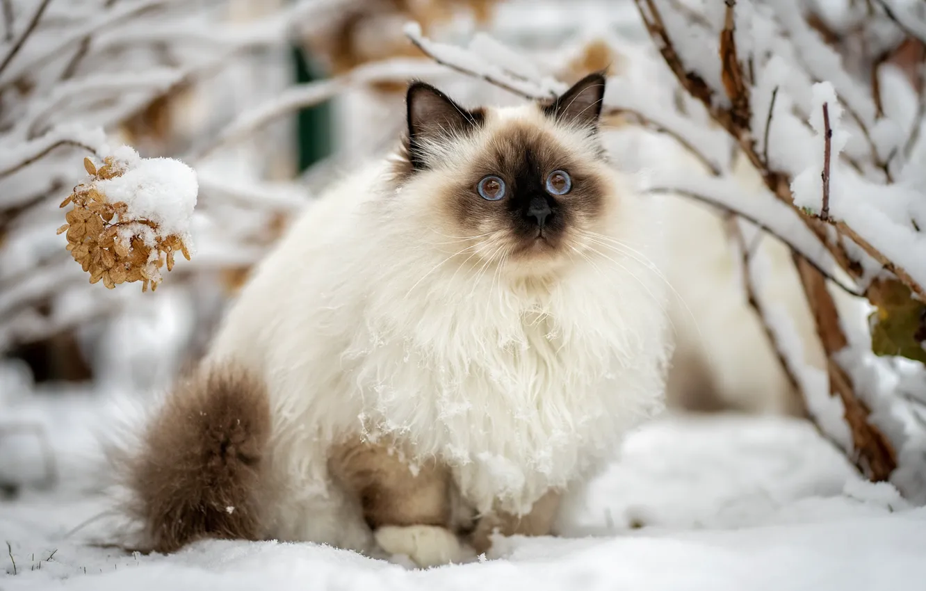 Фото обои зима, кошка, кот, взгляд, снег, природа, поза, куст