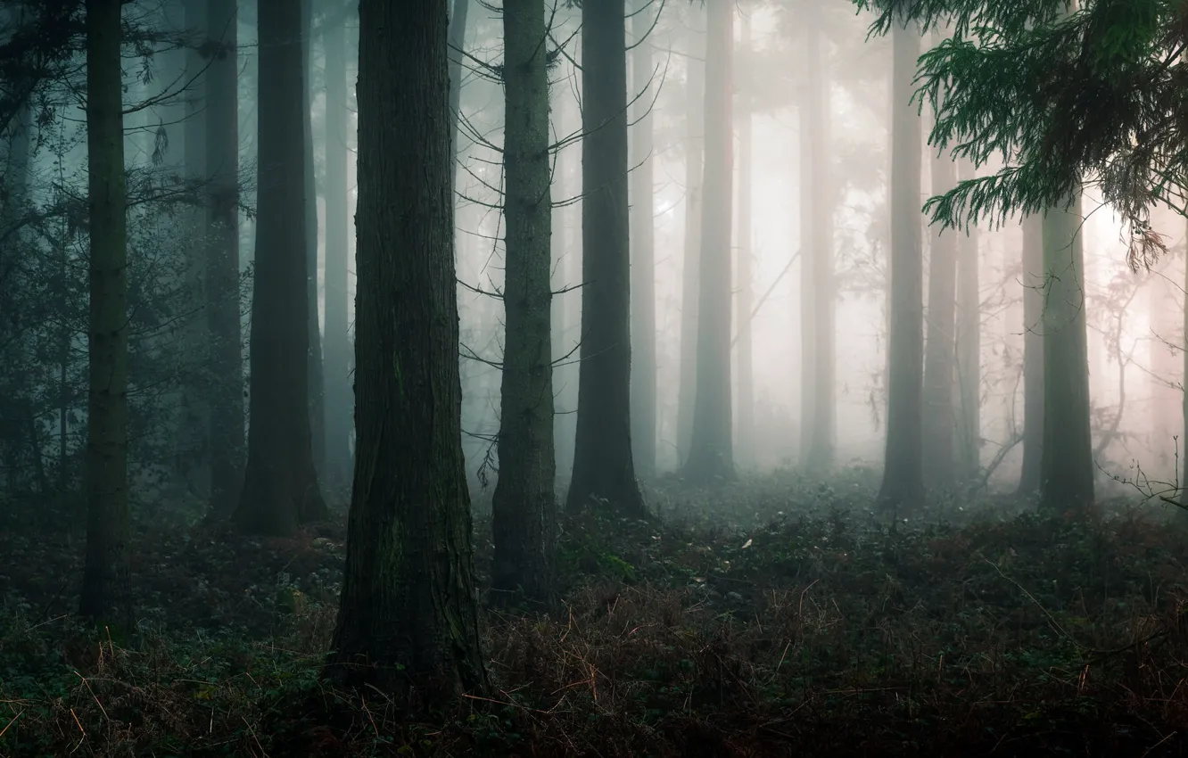 Фото обои осень, лес, деревья, природа, туман, Англия, England, Edd Allen