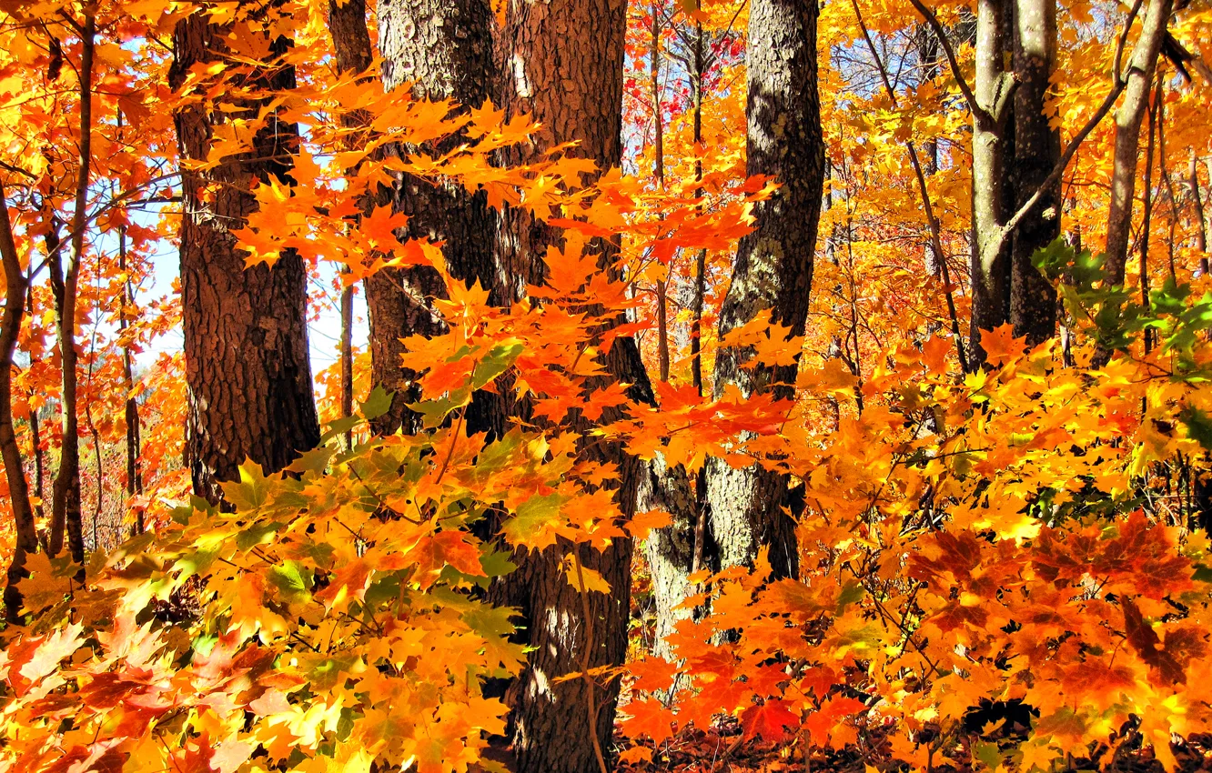 Фото обои осень, лес, листья, деревья, клен