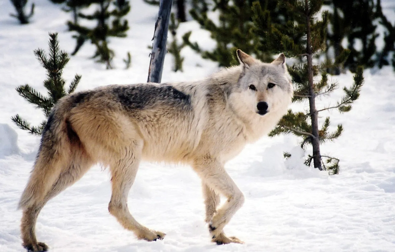 Фото обои nature, face, animal, wolf, wildlife, head, fur, mammal