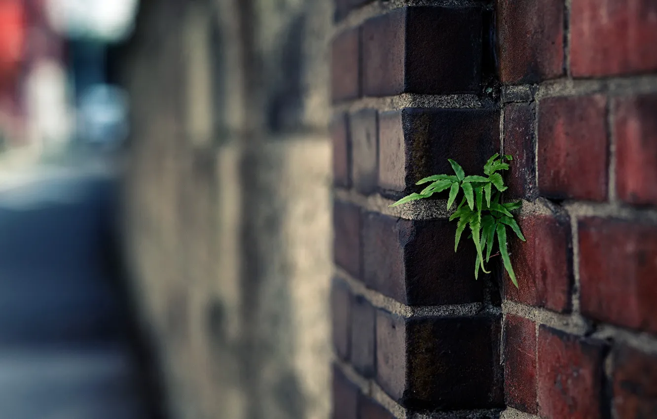 Фото обои green, wall, plant, brick