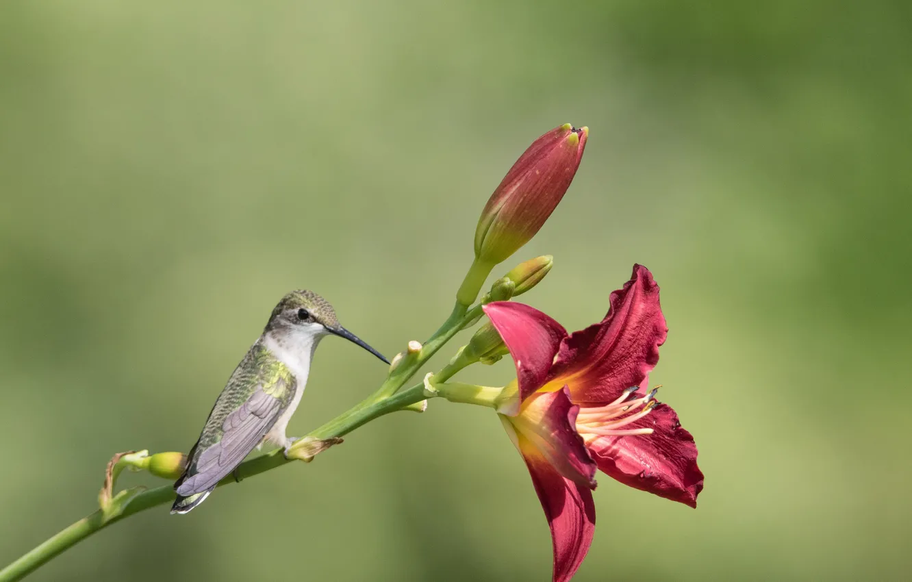 Фото обои цветок, природа, птица, Лилия