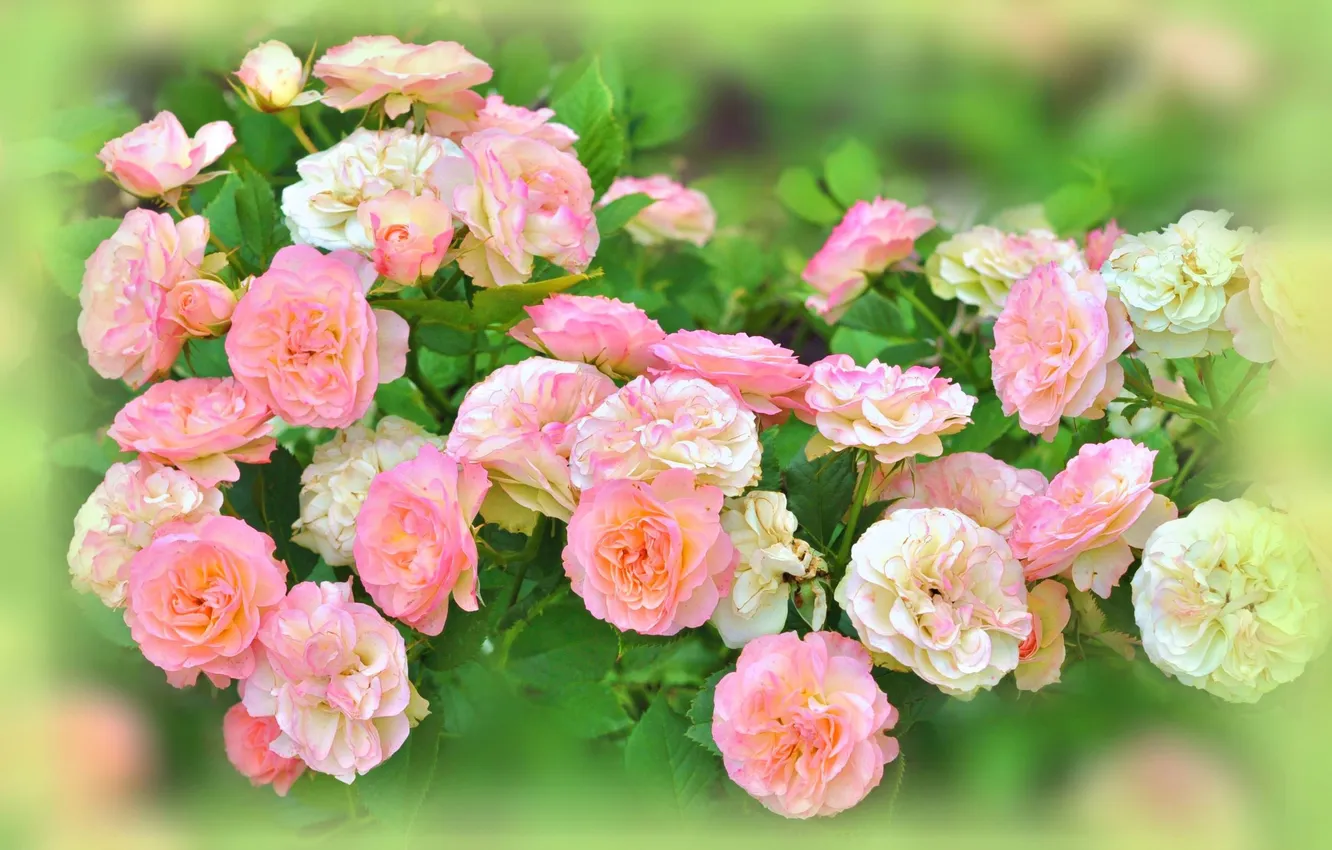 Фото обои цветы, куст, розы, размытость, розовые, белые, бутоны