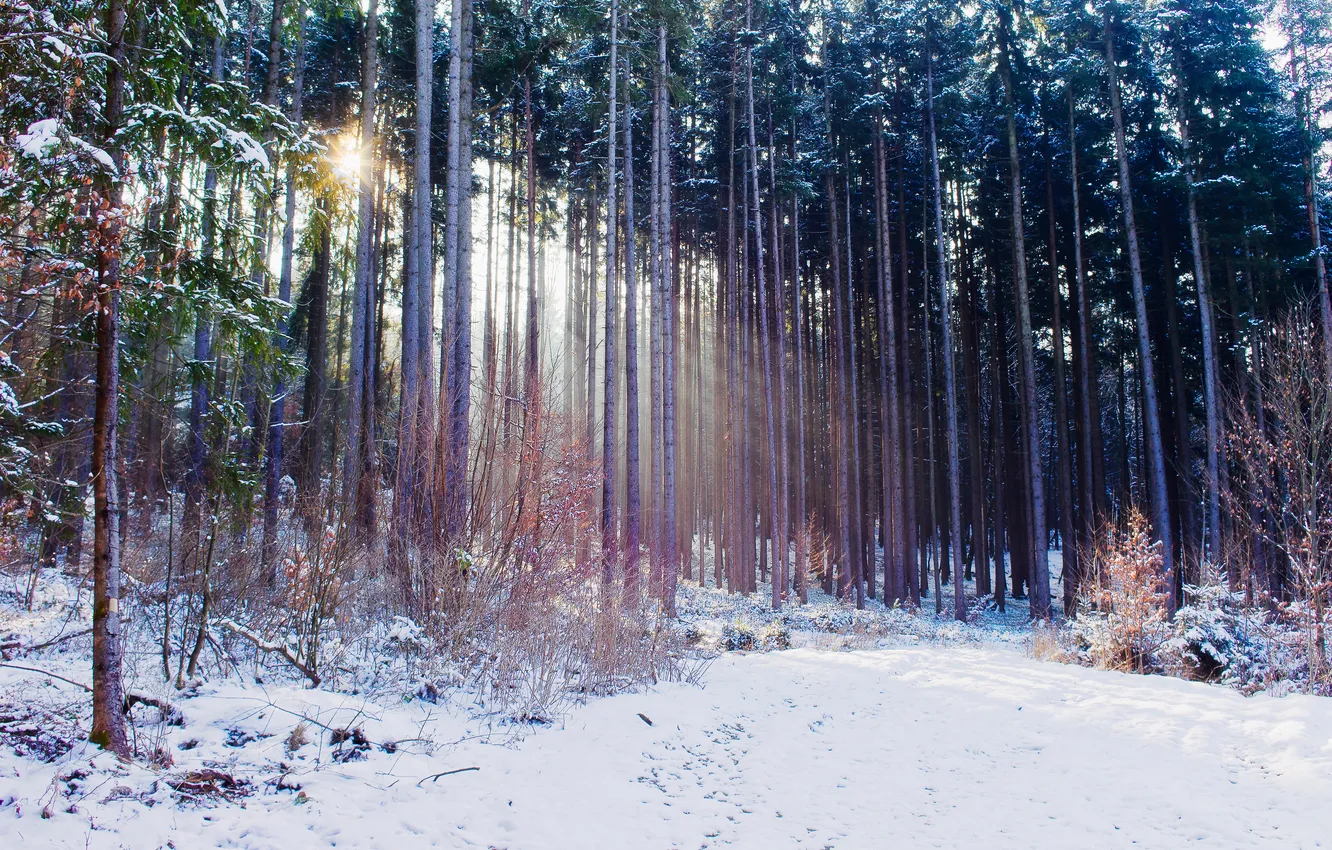 Фото обои зима, осень, лес, свет, снег, природа