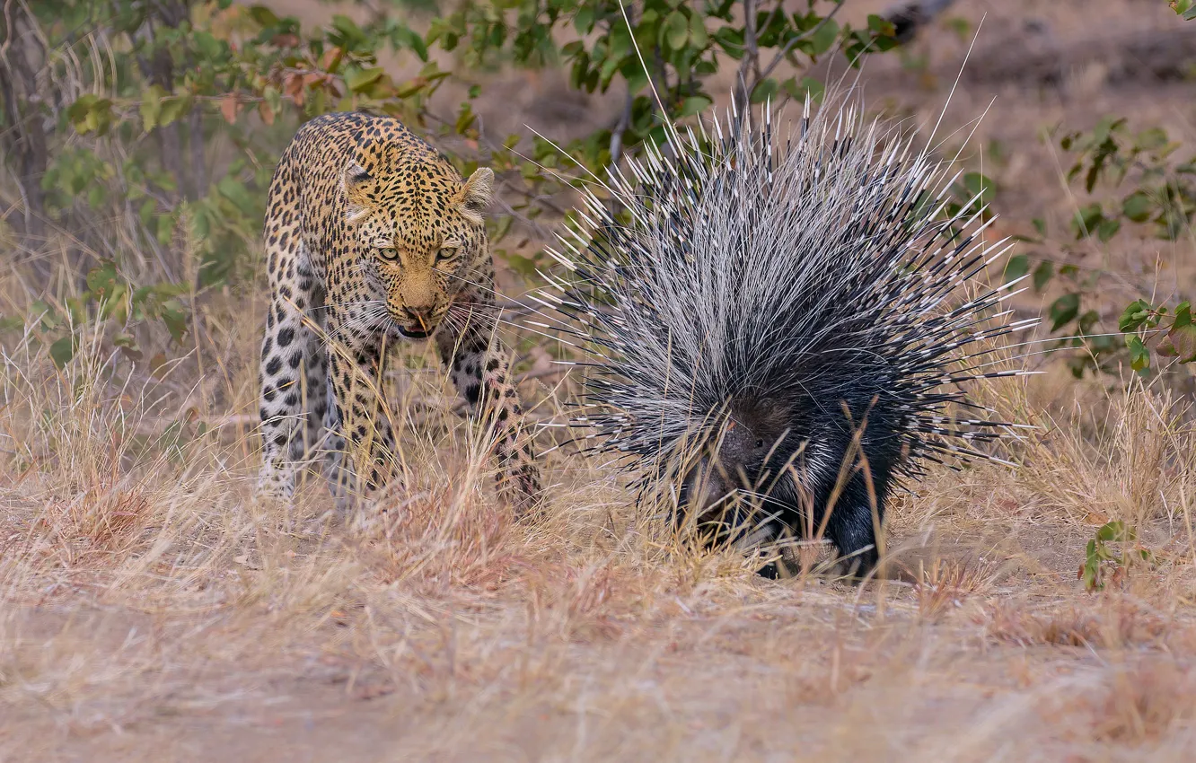 Фото обои Леопард, Трава, Двое, Большая кошка, Дикобраз, Дикие животные