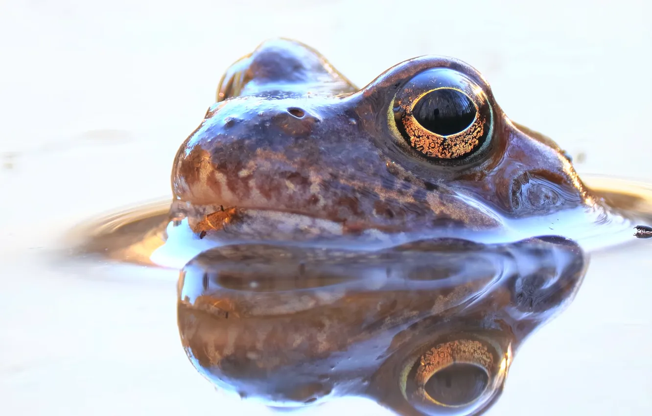 Фото обои frog, eyes, look