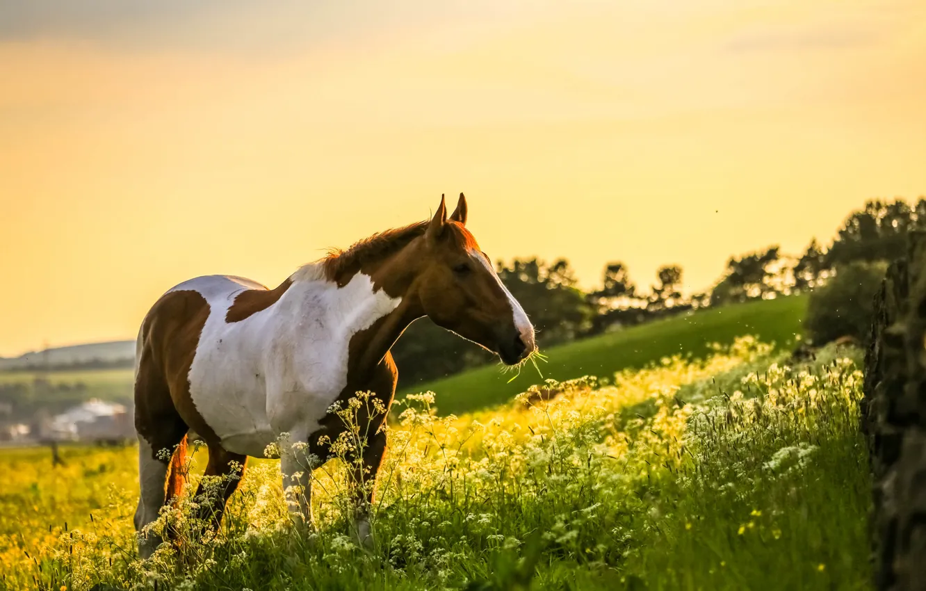 Фото обои поле, природа, конь, лошадь