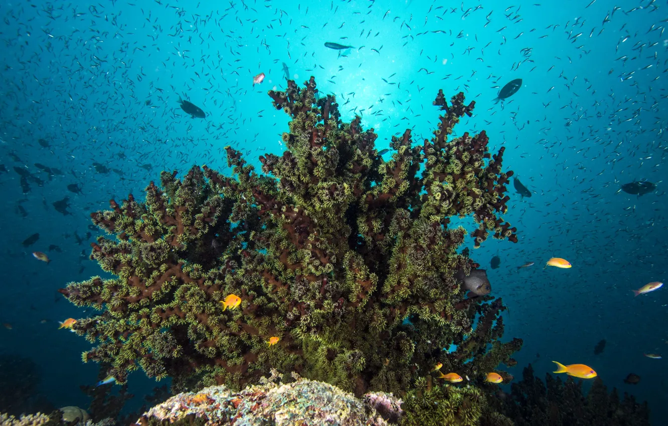 Фото обои поверхность, рыба, морское дно, риф, солнечный свет, коралл