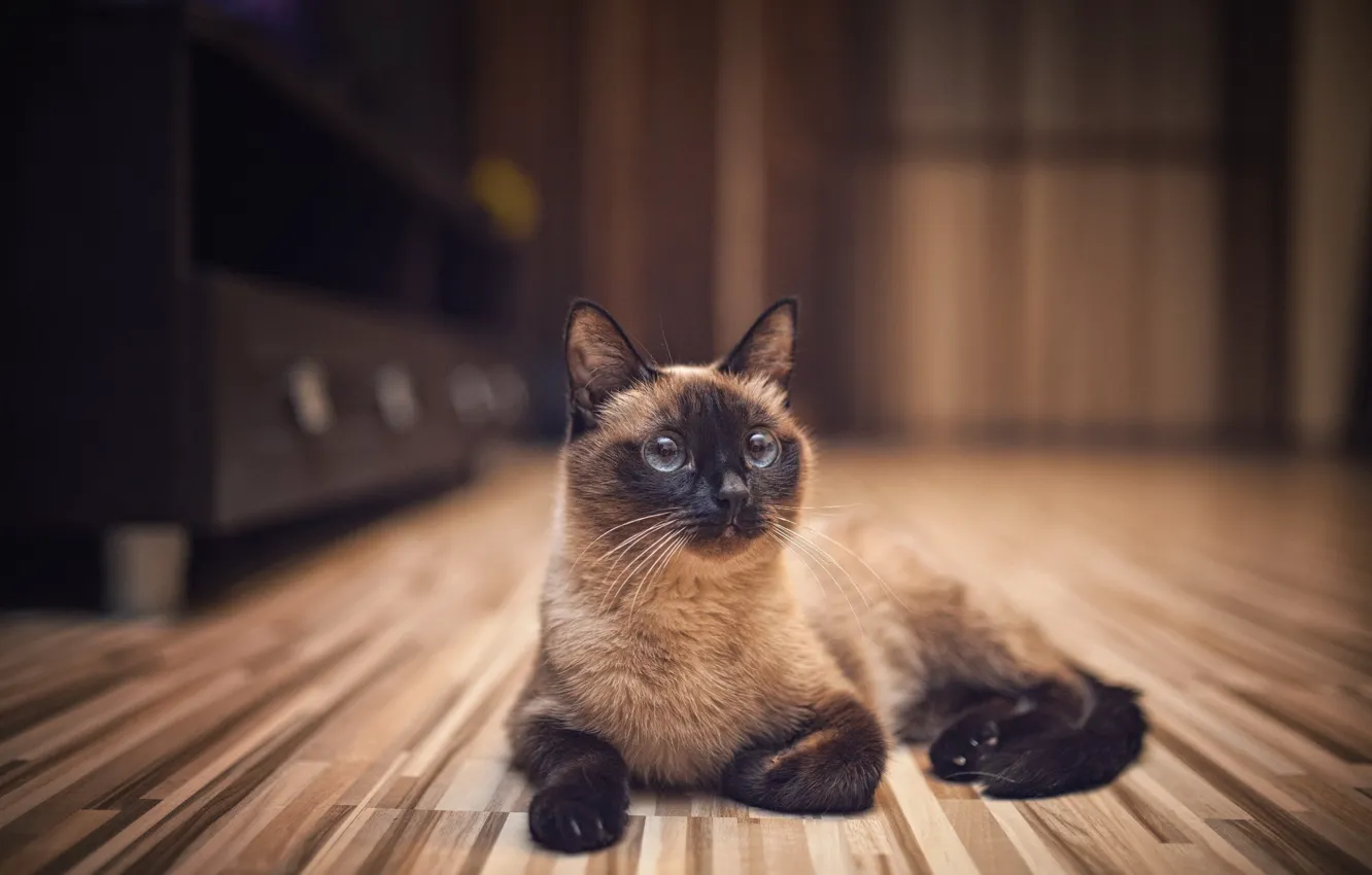 Фото обои кошка, кот, комната, сиамская