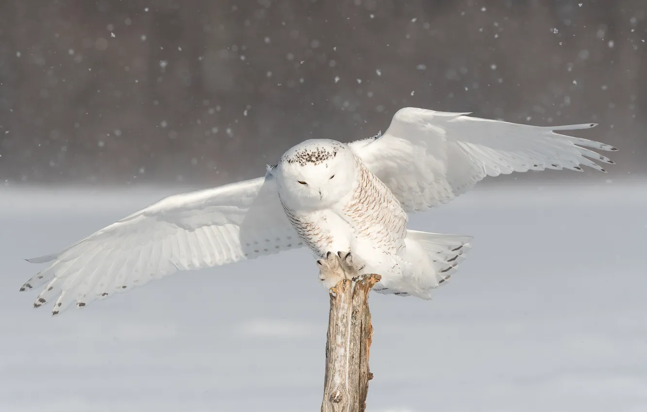 Фото обои зима, снег, сова, птица, крылья, размах, полярная сова