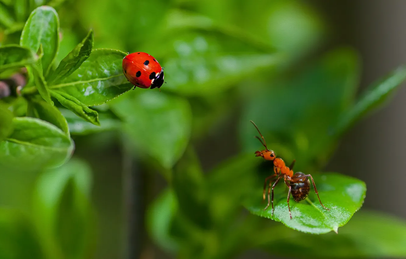 Фото обои лето, листья, макро, насекомые, природа, божья коровка, жук, муравей