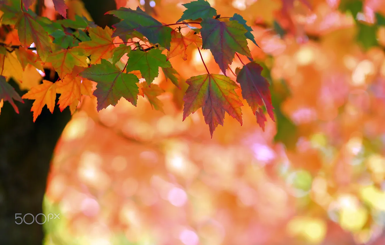 Фото обои осень, макро, природа, дерево, листва, ветка, боке