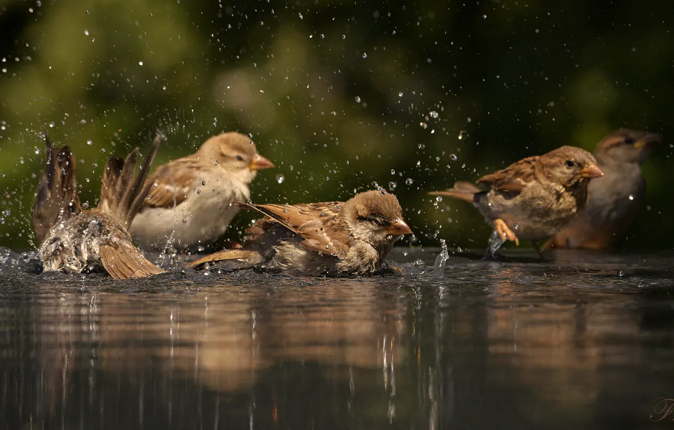 Фото обои вода, птицы, купание, воробьи