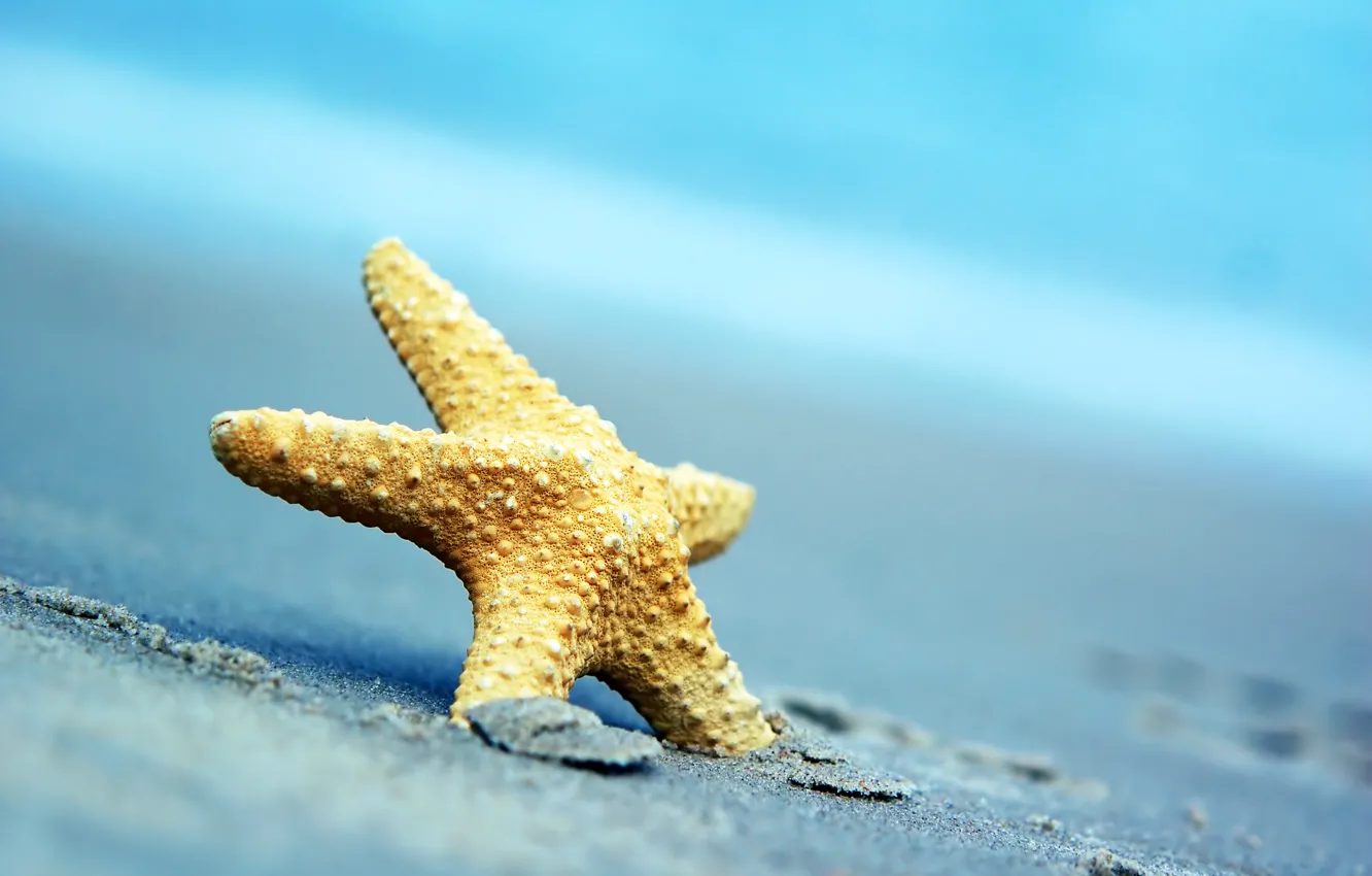 Фото обои песок, море, пляж, звезда, summer, beach, sea, sand