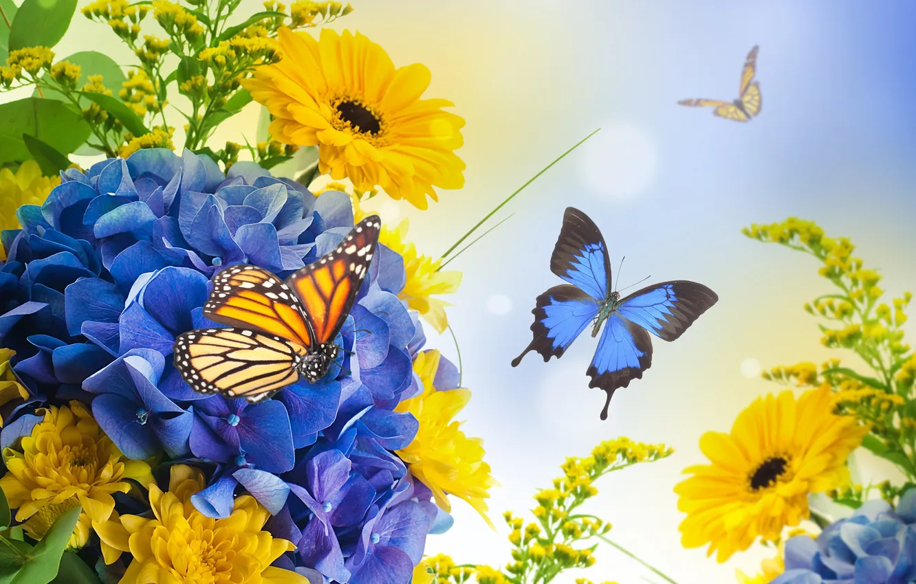 Фото обои бабочки, цветы, лепестки, бутоны, цветение, хризантемы, гортензия, гербера