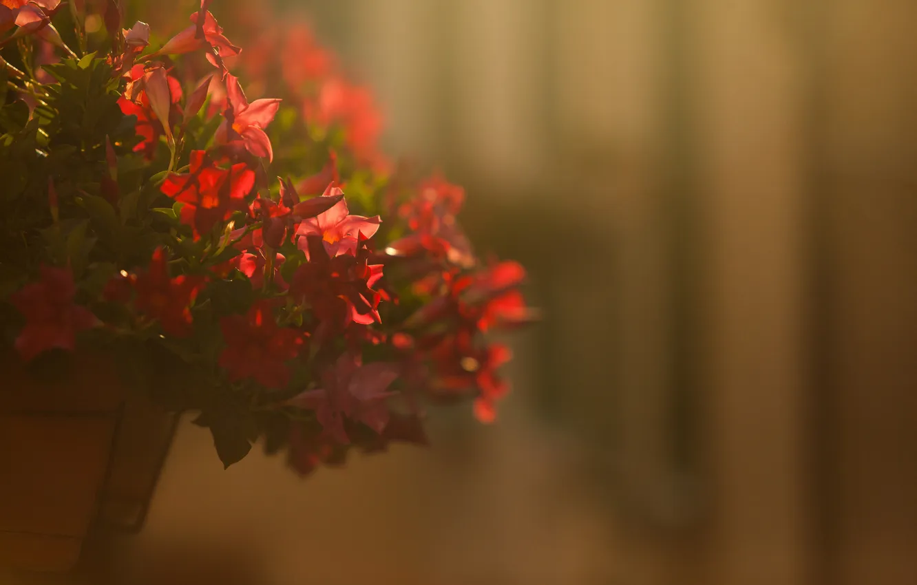 Фото обои цветы, лепестки, красные, горшок