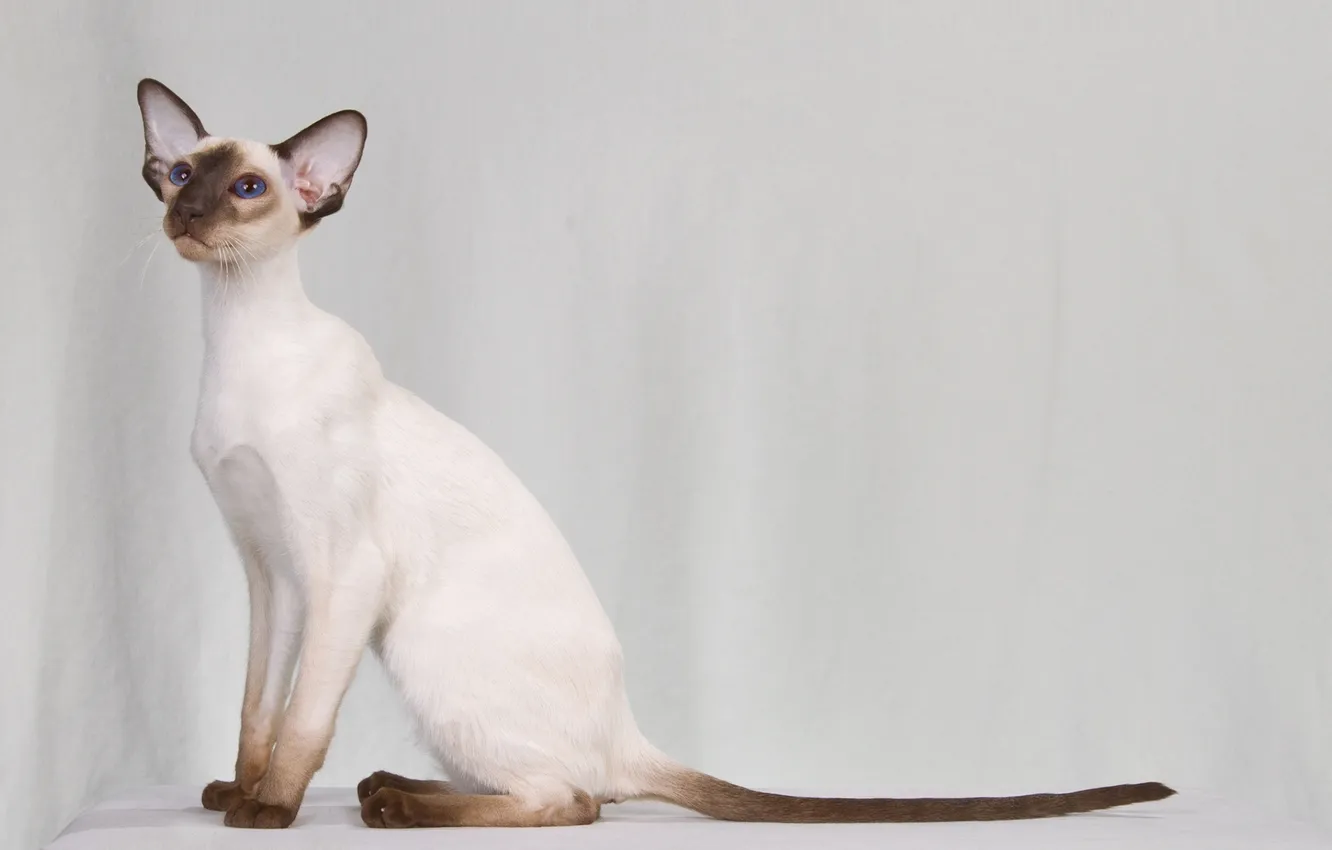 Фото обои кот, Кошка, сиамская, колор-пойнт, настоящая сиамская кошка