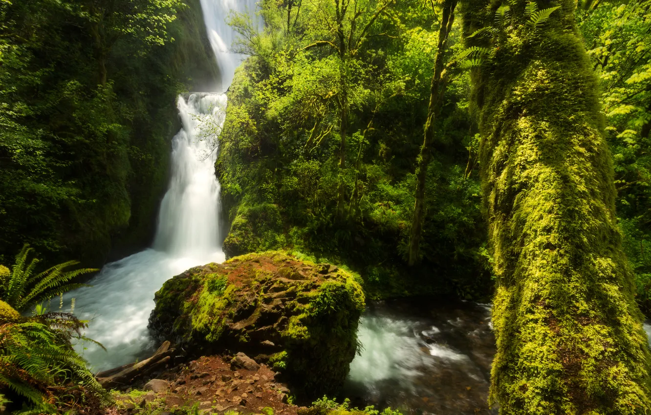 Фото обои зелень, лес, деревья, водопад, мох, США, Oregon, Bridal Veil Falls