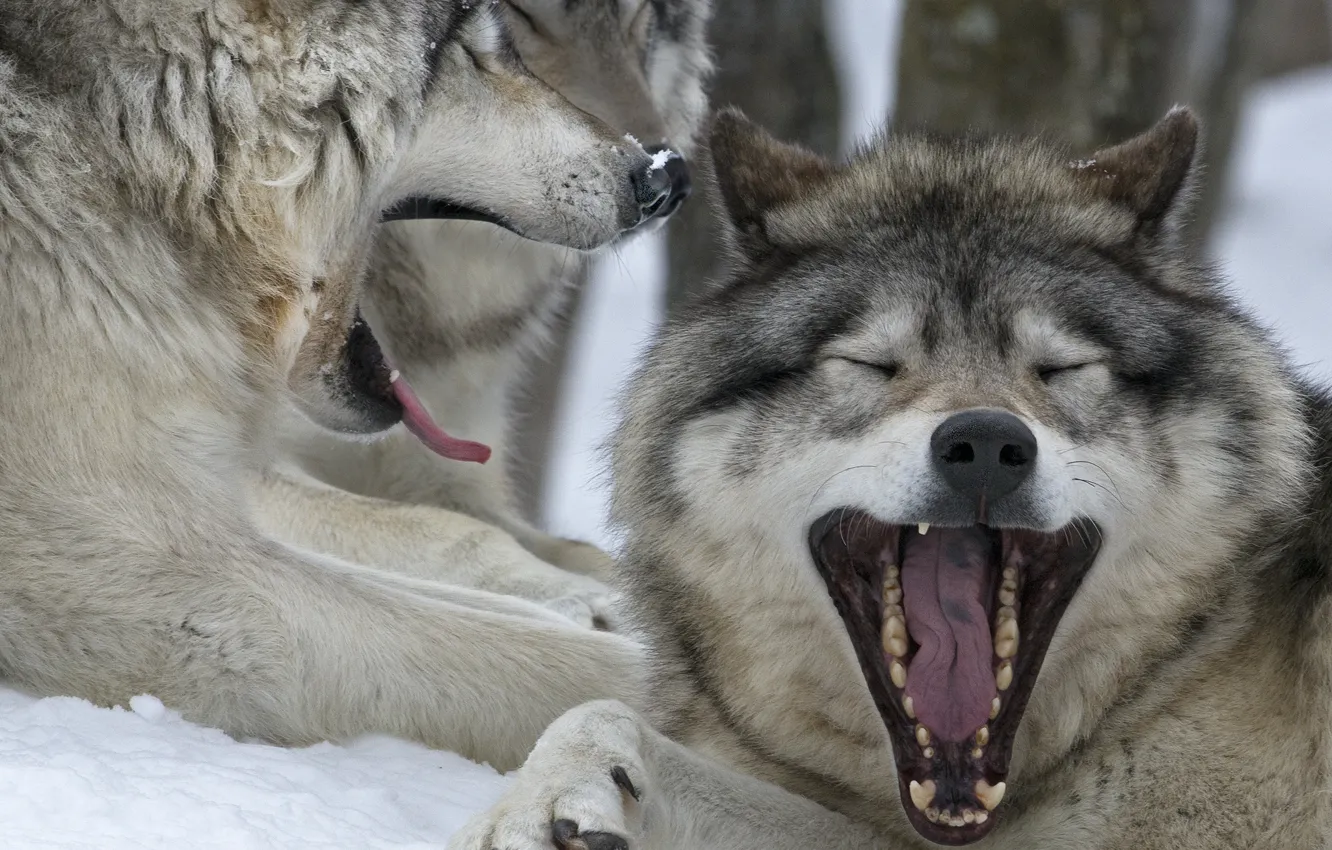 Фото обои Canada, Quebec, зевота, канадские волки