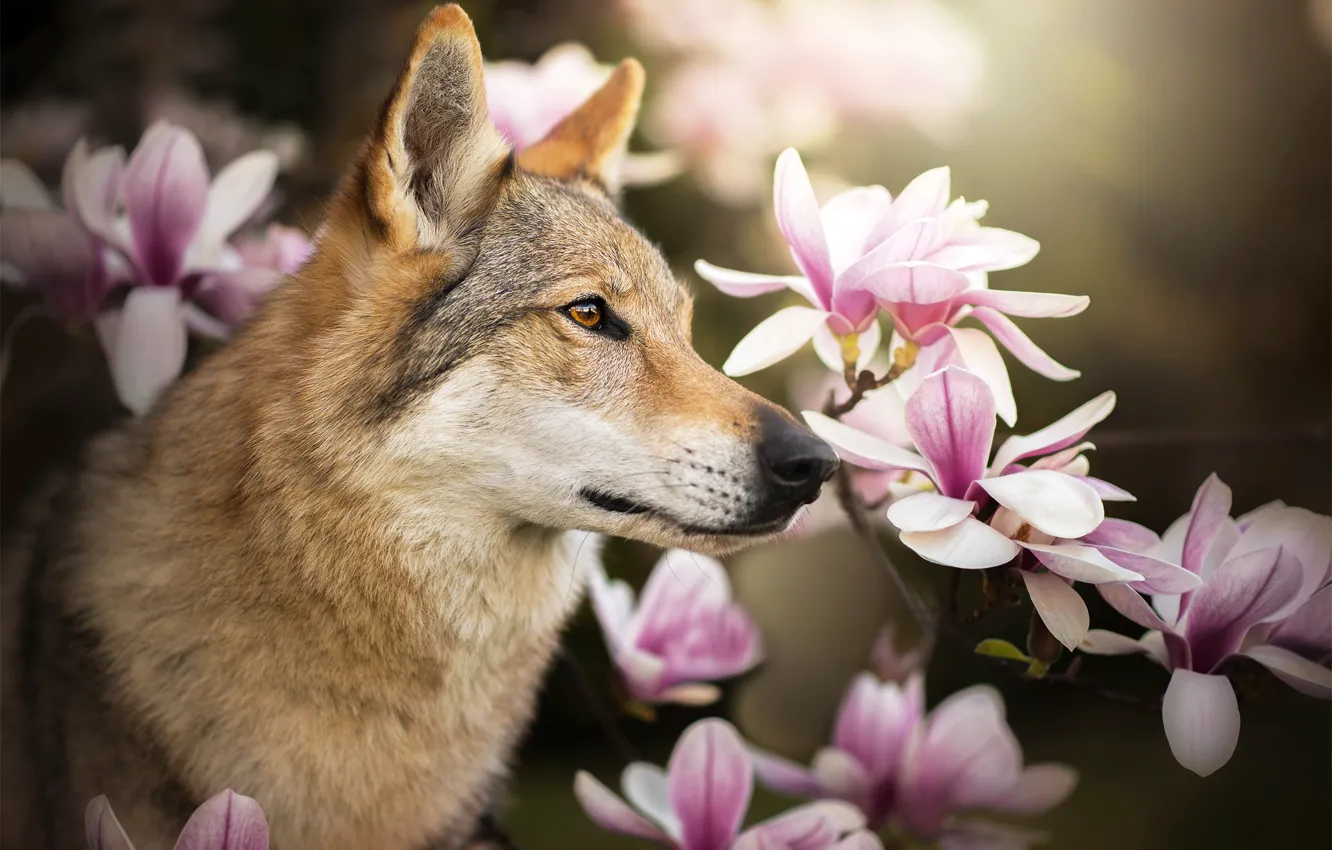 Фото обои цветы, собака, профиль, магнолия, Chinua, чехословацкая волчья собака