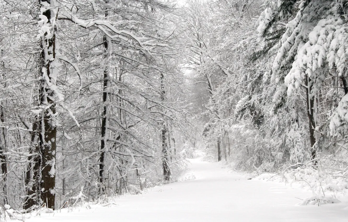 Фото обои дорога, снег, Деревья