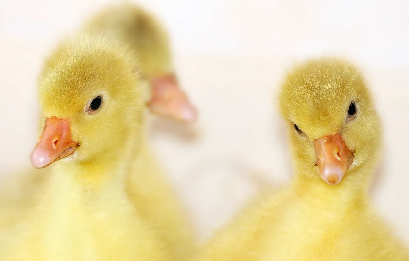 Фото обои yellow, duck, ducklings
