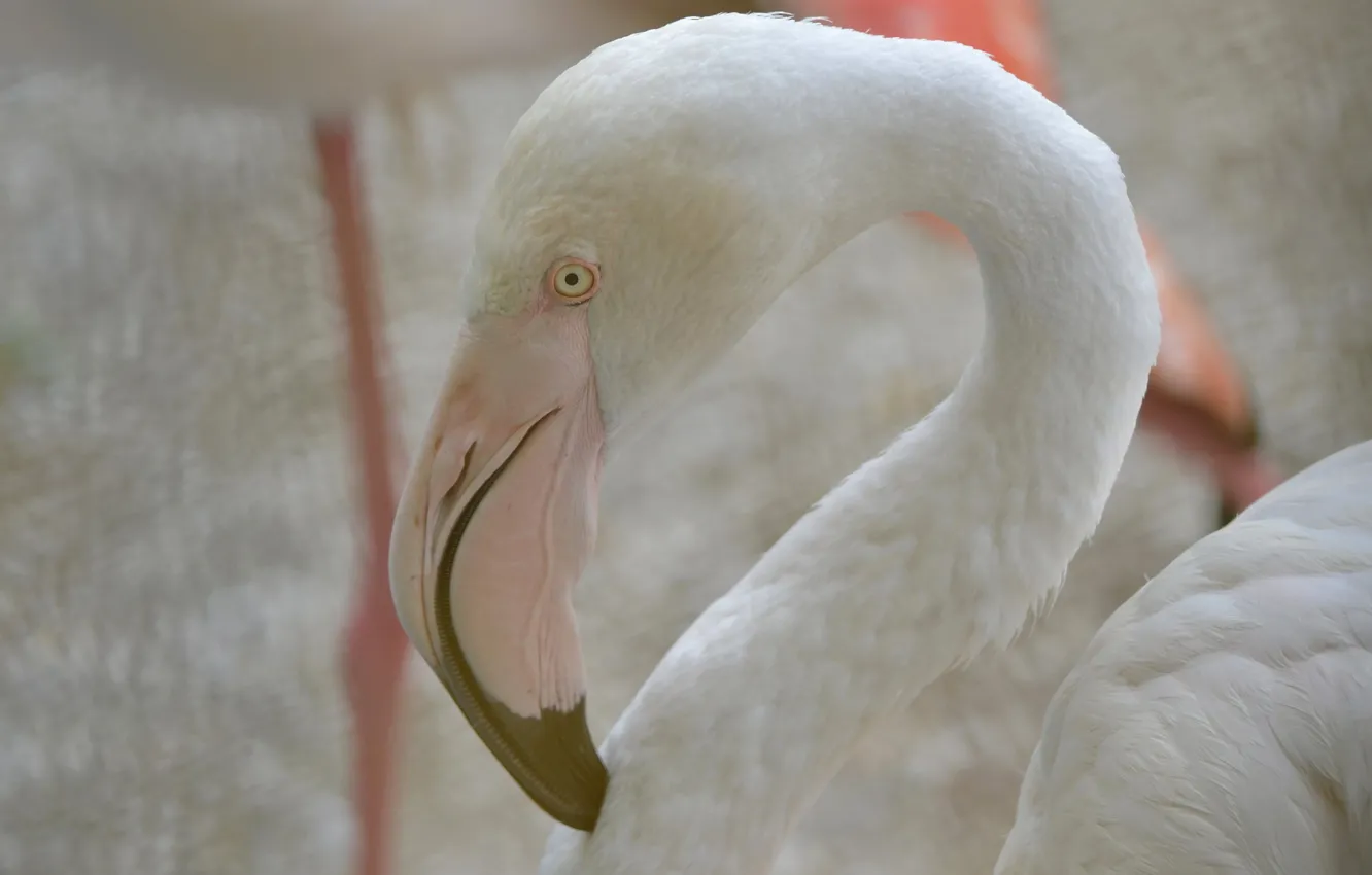 Фото обои белый, глаза, взгляд, фламинго