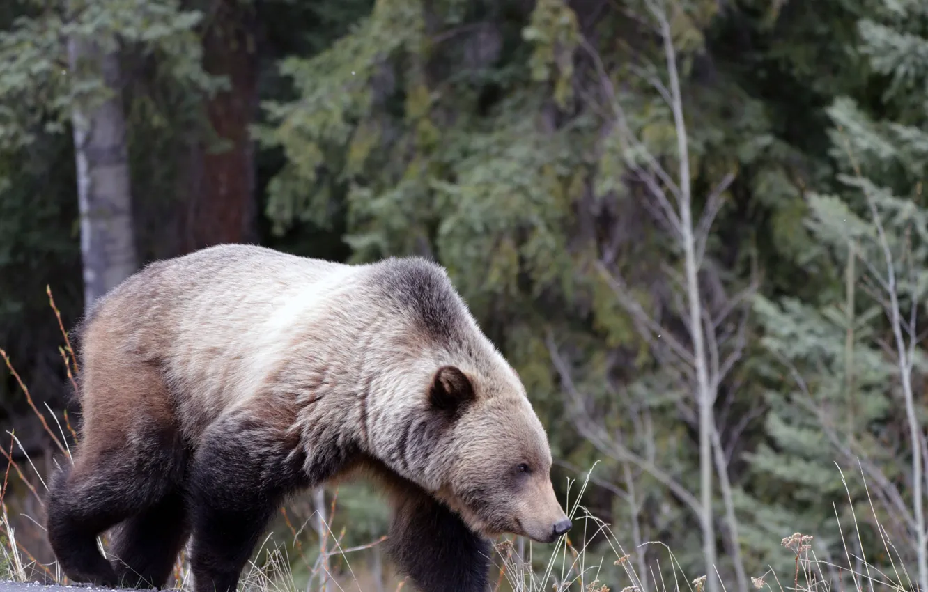 Фото обои big, animal, wildlife, strong, north american, grizzly bear