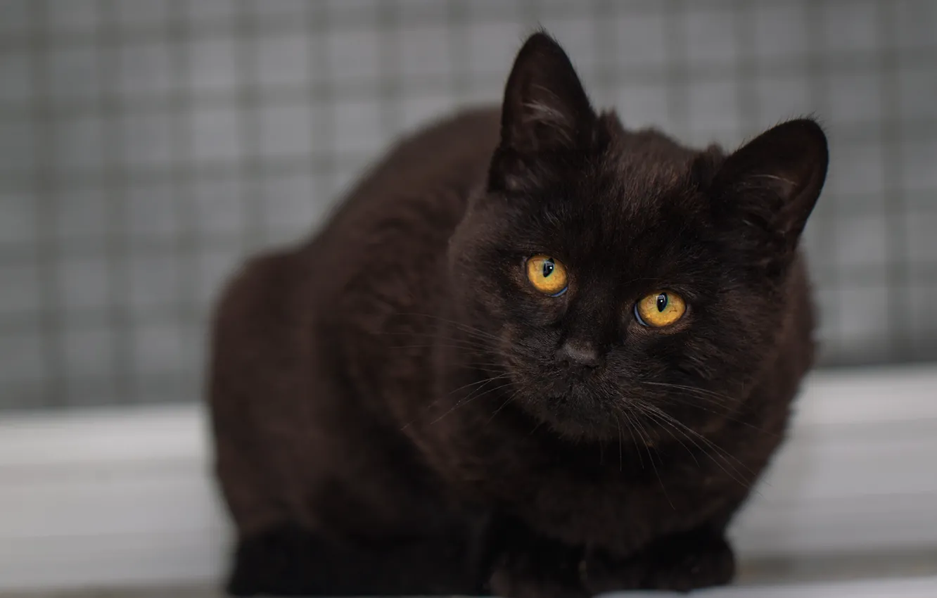 Фото обои кошка, кот, взгляд, морда, котенок, фон, портрет, котёнок