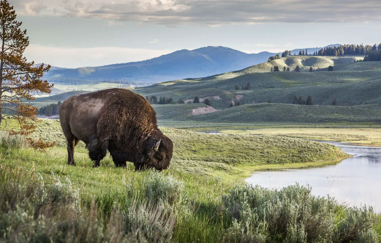 Фото обои Природа, Горы, Трава, Nature, Йеллоустонский национальный парк, Yellowstone National Park, Бизон, Lamar Valley