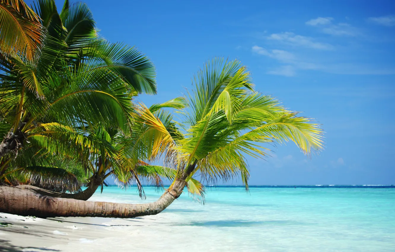 Фото обои песок, пляж, лето, тропики, пальмы, отдых, берег