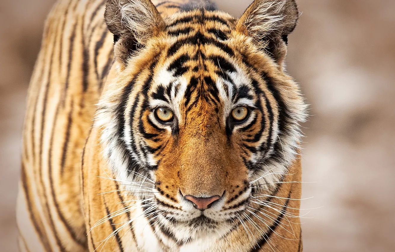 Фото обои взгляд, морда, тигр, дикая кошка, боке