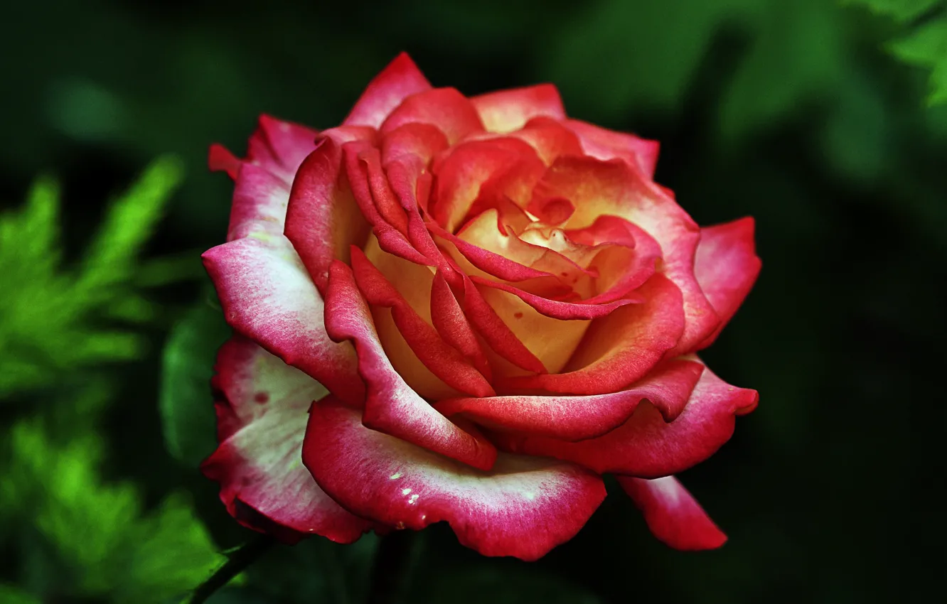 Фото обои роза, лепестки, цветение