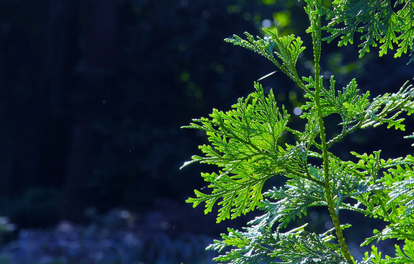 Фото обои green, plant, twig