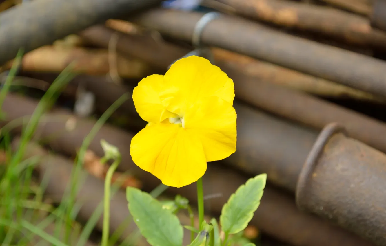Фото обои цветок, жёлтый, ржавчина